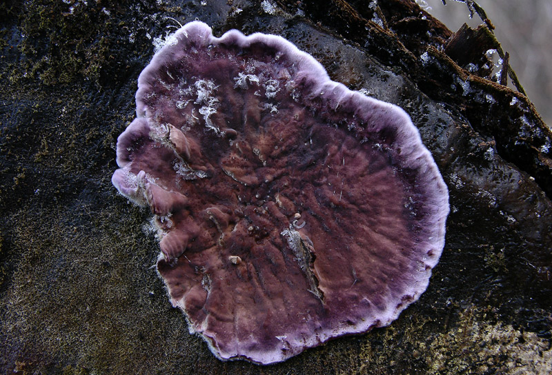 Eichleriella deglubens? (Chondrostereum purpureum)